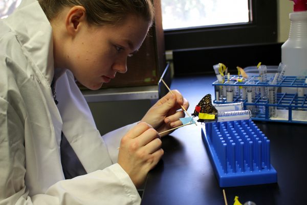 IMG_8226 student researching monarch butterflies