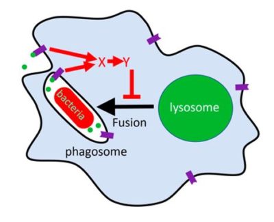 polyphosphate figure polyphosphate figure