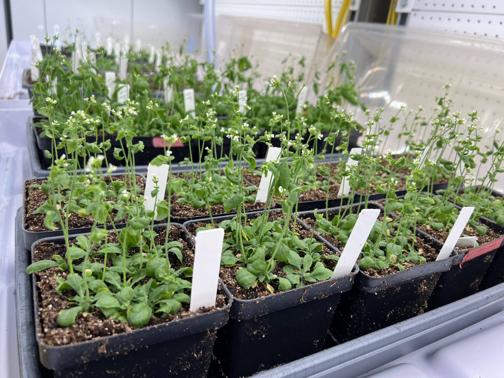Arabidopsis thaliana, shown growing in a laboratory on the Texas A&M University campus