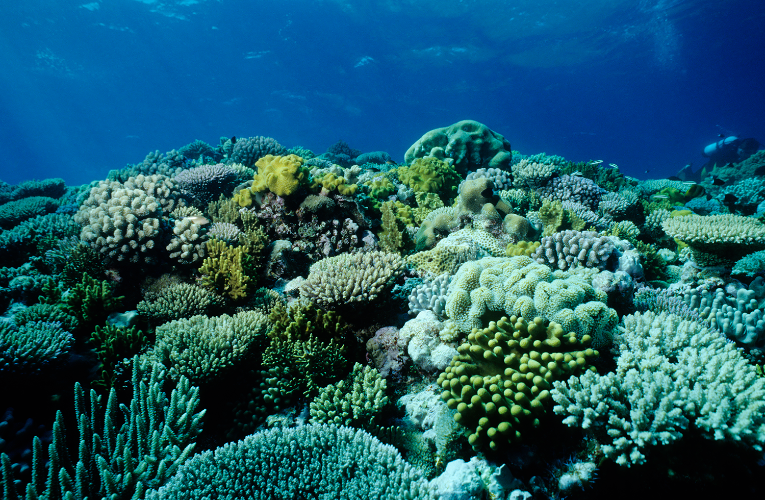 Vibrant underwater scene of a coral reef teeming with various types of colorful corals.